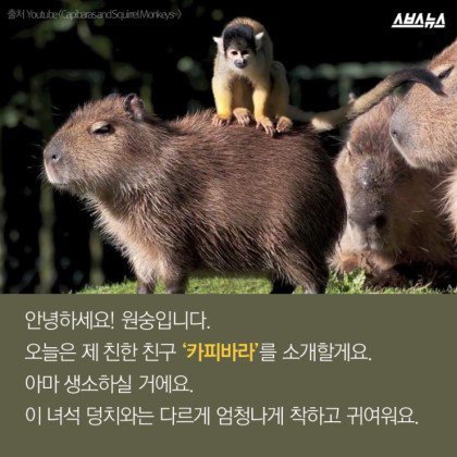 동물들중에 제일 친화력 좋은 친구 '카피바라' | 인스티즈