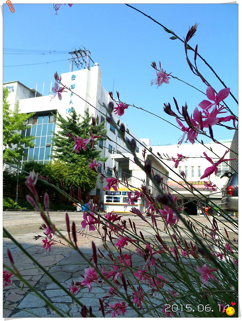 장미꽃화원 이미지
