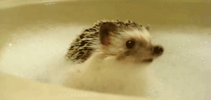 고슴도치의 귀여움에 대한 고찰.gif | 인스티즈