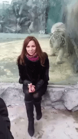 여자을 덮치는 호랑이 .gif | 인스티즈