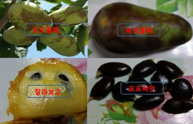 포포 이미지