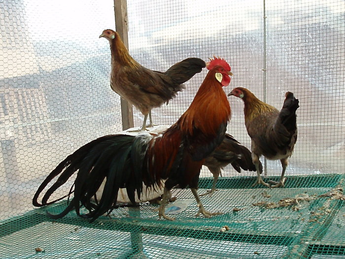 동천홍 이미지