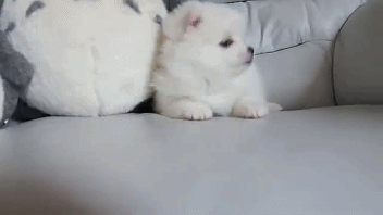 제세동기 모음(데이터주의) | 인스티즈