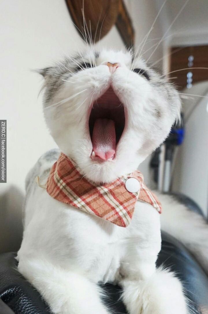 하품하는 고양이.jpg | 인스티즈