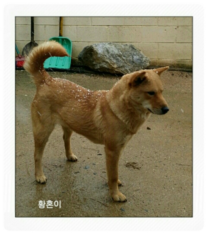 복실이 이미지
