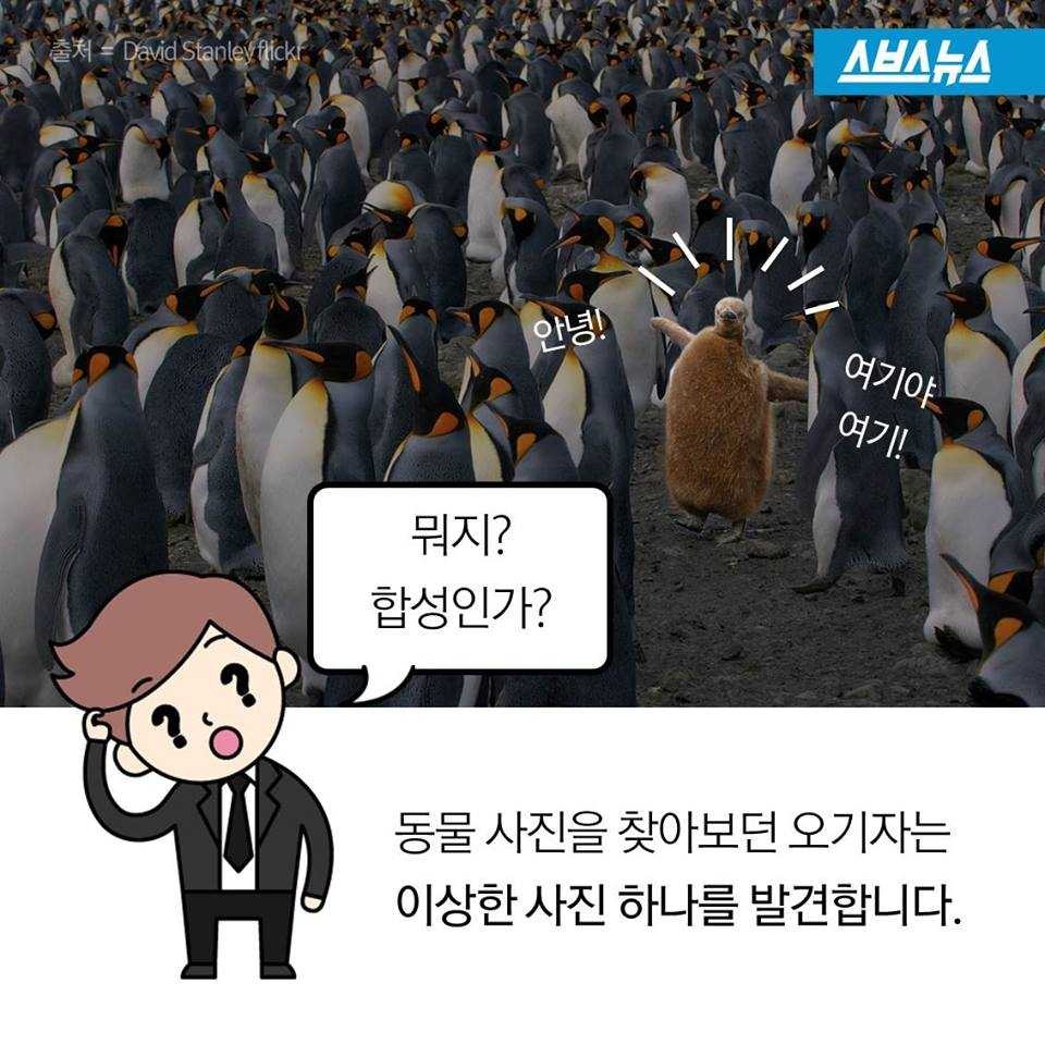 펭귄에게 벌어지는 일들 | 인스티즈