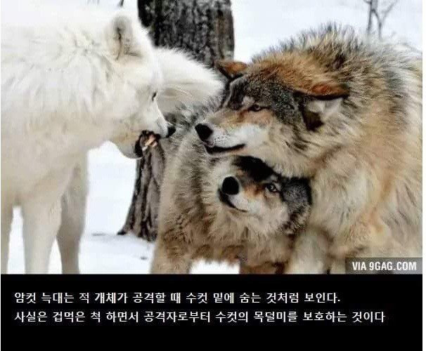 암컷 늑대가 수컷 늑대 밑으로 숨는 이유.jpg | 인스티즈