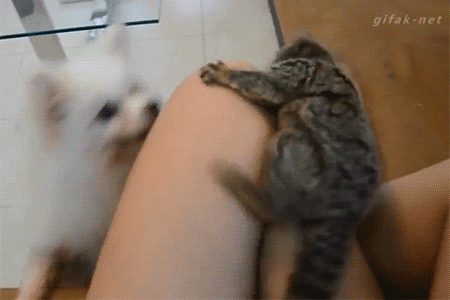 잡히면 죽는다.gif | 인스티즈