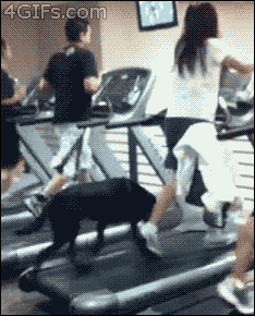 주인과 같이 운동하는 개 .GIF | 인스티즈