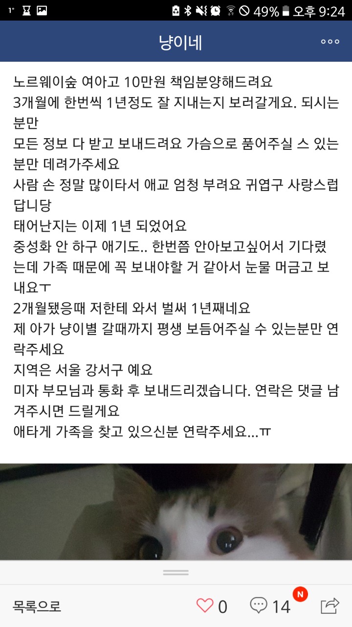 품종묘 교배.분양하는 네이버카페(냥이네) | 인스티즈