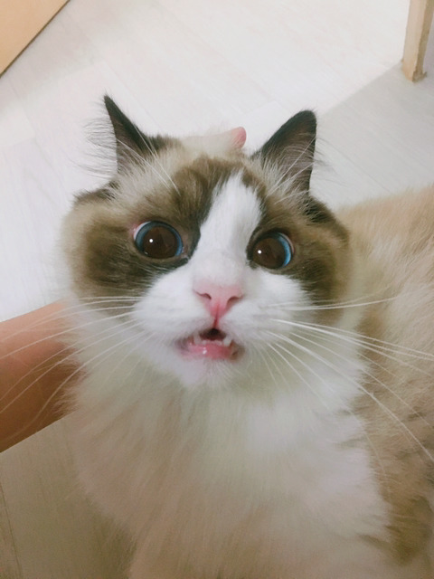 오동통한 고양이의 입술 ㅇㅅㅇ | 인스티즈