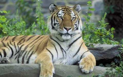 아파트에서 이 동물들 은근히 많이 보임 | 인스티즈