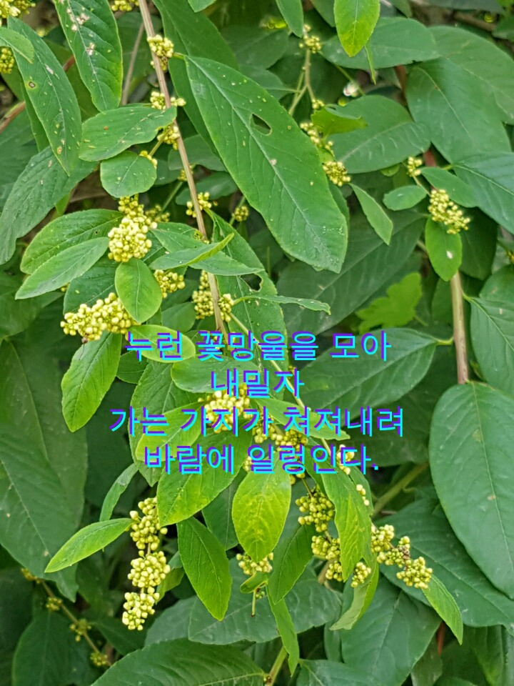 광대싸리 이미지