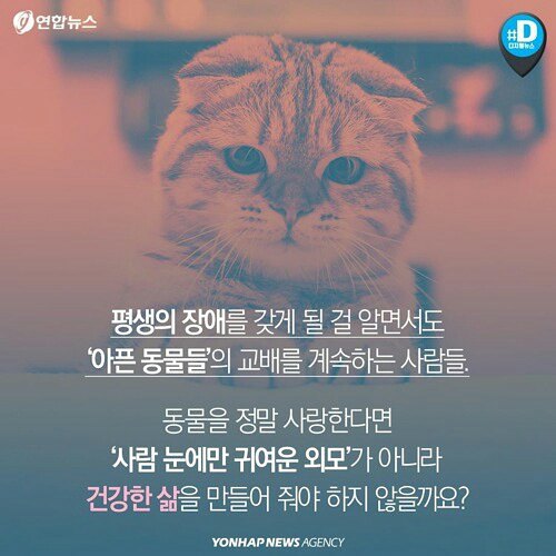 귀엽다구요? 사실 난 아픈 고양이에요 | 인스티즈