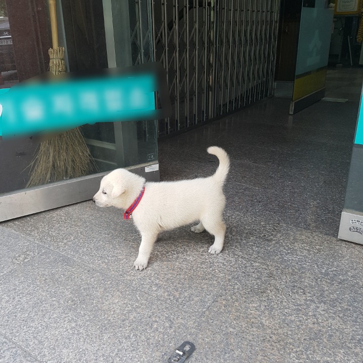 백구 이미지