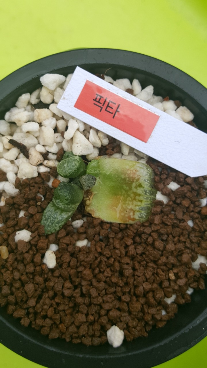 빅타 이미지