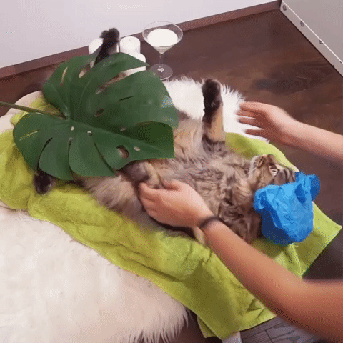 고양이 풀코스 서비스 | 인스티즈