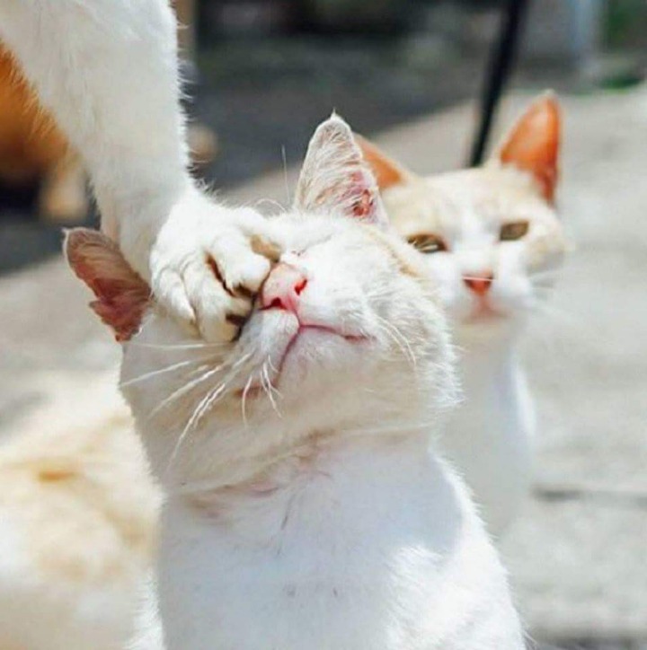 동료 얼굴 밟고 더 높이 점프하는 냥아치.JPG | 인스티즈