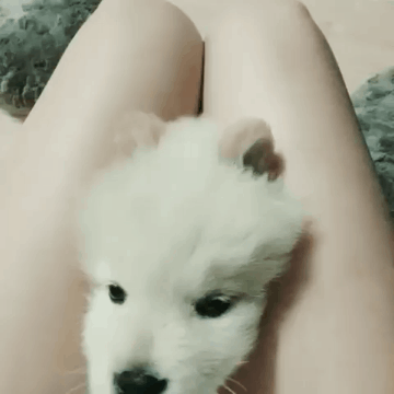 경리와 댕댕이.gif | 인스티즈