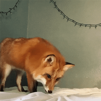 침대가 눈밭인줄 아는 여우.gif | 인스티즈