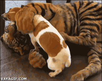 멍멍이와 사이가 좋은 야옹이 | 인스티즈