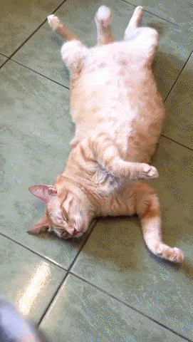 아닛 이 소리는!!?.gif | 인스티즈