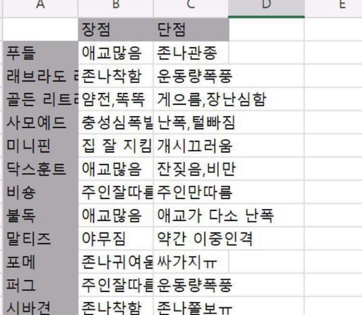 애견카페 알바생이 정리한 견종별 특징 | 인스티즈