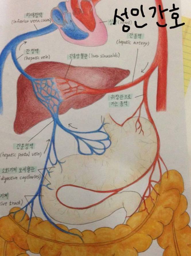 일반인도 쉽게 이해할 수 있는 기본적으로 알아야할 의학 상식&amp;꿀팁 | 인스티즈