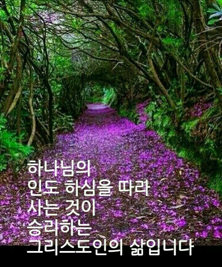 비비어 이미지
