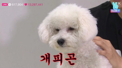 에이포 이미지