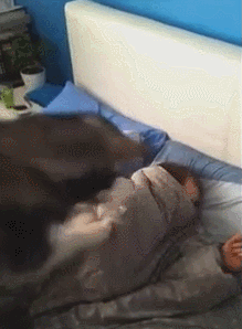 견종별 주인 잠 깨우는 방법.gif | 인스티즈