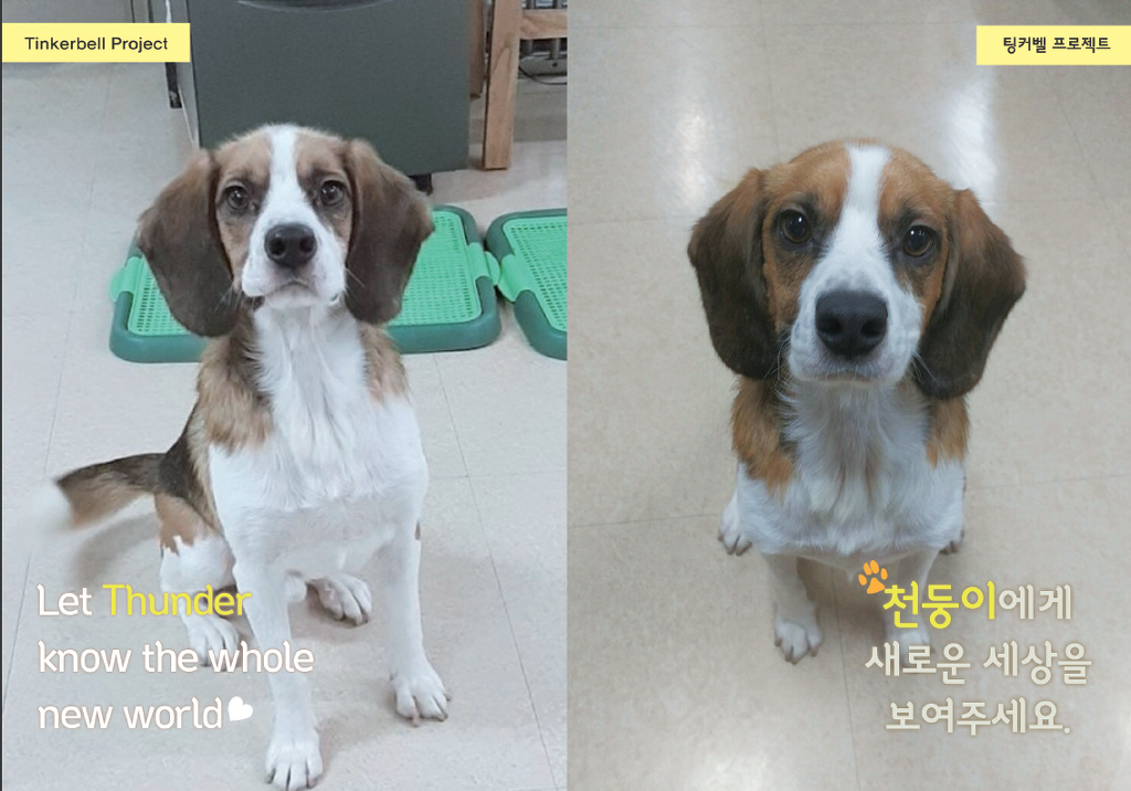 마리의디자인 이미지