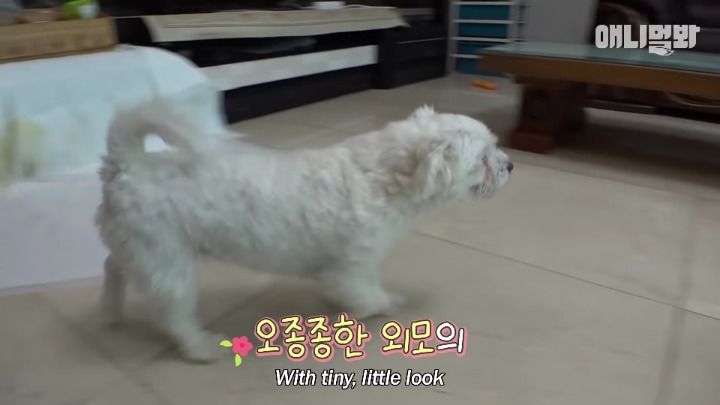 말티즈×허스키 = 말스키 | 인스티즈