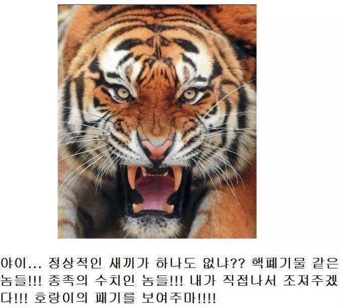 고양이과 동물의 공통점 | 인스티즈