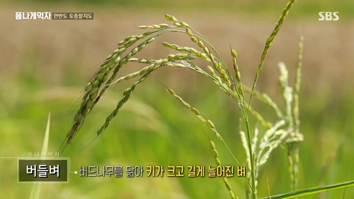 한반도의 토종 벼 품종.JPG | 인스티즈