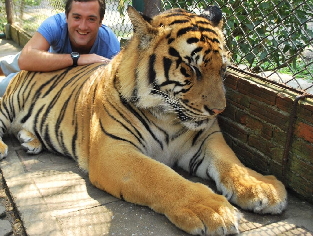 고양잇과 동물 발 크기.jpg | 인스티즈