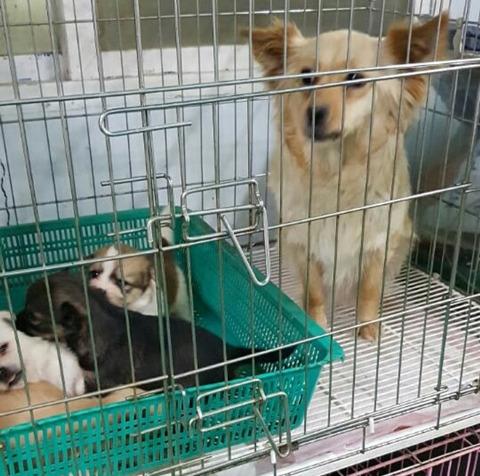 태어난지 얼마 안 된 새끼들과 어미견들이 많은 밀양보호소의 아이들을 구해주세요. 도와주세요 | 인스티즈
