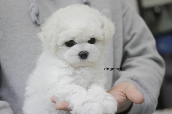 비숑 이미지