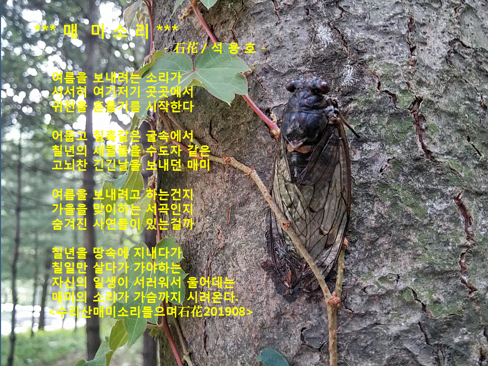 매미 이미지