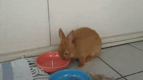 몽글몽글 귀여운 토끼.gif | 인스티즈