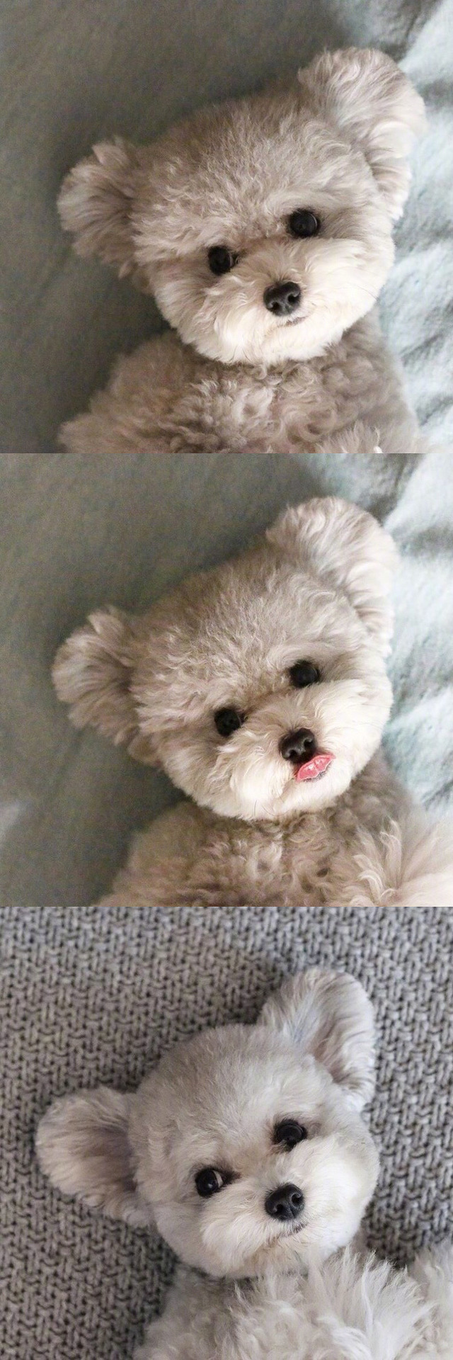 인형으로 오해받기 좋은 앙증맞은 회색 푸들 | 인스티즈