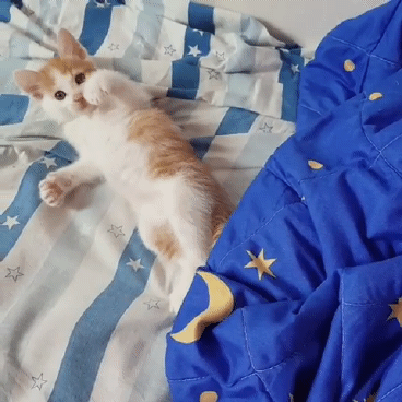 비정상회담 왕심린이 키우는 고양이.gif | 인스티즈