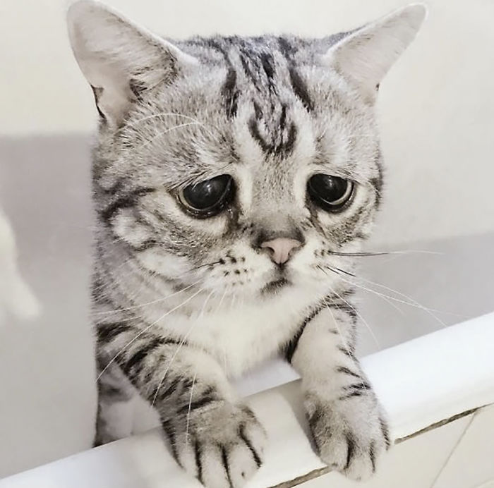 세상에서 가장 슬픈 고양이.jpg | 인스티즈