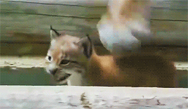 가출했다가 잡힌 아기 스라소니.gif | 인스티즈