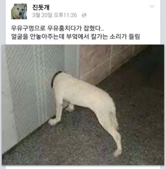 진돗개 페이스북 | 인스티즈