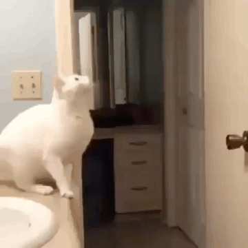 냥이 미친 점프력.gif | 인스티즈