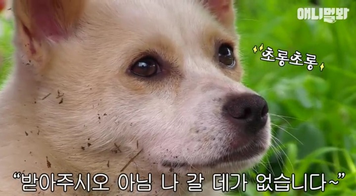 키워키우라고 vs 절대 안키울거라는 아저씨 | 인스티즈