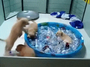 하늘을 우러러 한점 고양이 없기를 . . . 수요댕댕회 | 인스티즈