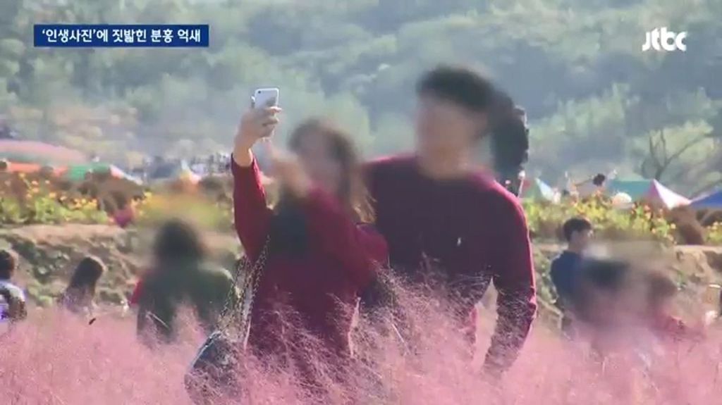 인생사진에 짓밟힌 분홍 억새.jpg | 인스티즈