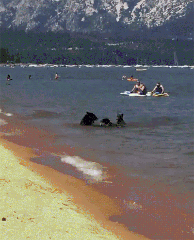 캐나다의 평화로운 호숫가...gif | 인스티즈